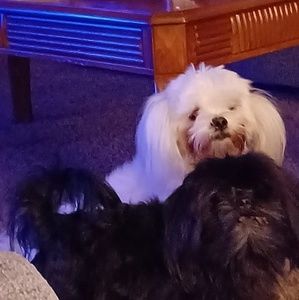 Meet your Posher, Donna